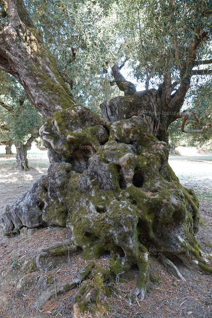 Stories of the Ancient Olive Trees | Ancient Olive Trees
