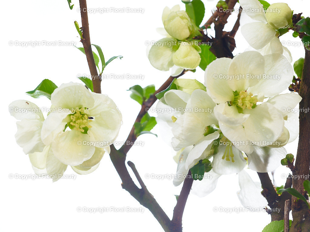 Apfelbluete-weiß-closeup | Onlineshop für hochwertige Wandbilder. Bei uns findet ihr selbstgestaltete Blumenmotive. Das perfekte Geschenk, als Praxisdeko oder die eigene Wohnung. Alle künstlerischen Blumenfotos sind auf Leinwand, FineArtPrint, Kunstdruck und vielem mehr zu erwerben - Realisiert mit Pictrs.com