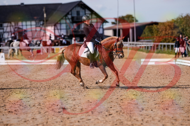 2026_10_03_Siefer-Hof_122448_Z81_25174658 | Professionelle Reitsport-, Turnier- und Eventfotografie von Robert Broda. Galerien mit ausgewählten und bearbeiteten Bildern direkt online ansehen und bestellen.