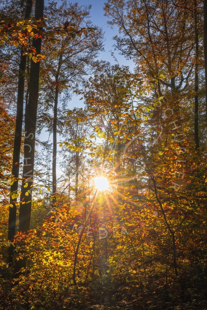 2024-11-01 Herbst Hemmingen Zeilwald 002 | Schwotte Media - Realisiert mit Pictrs.com