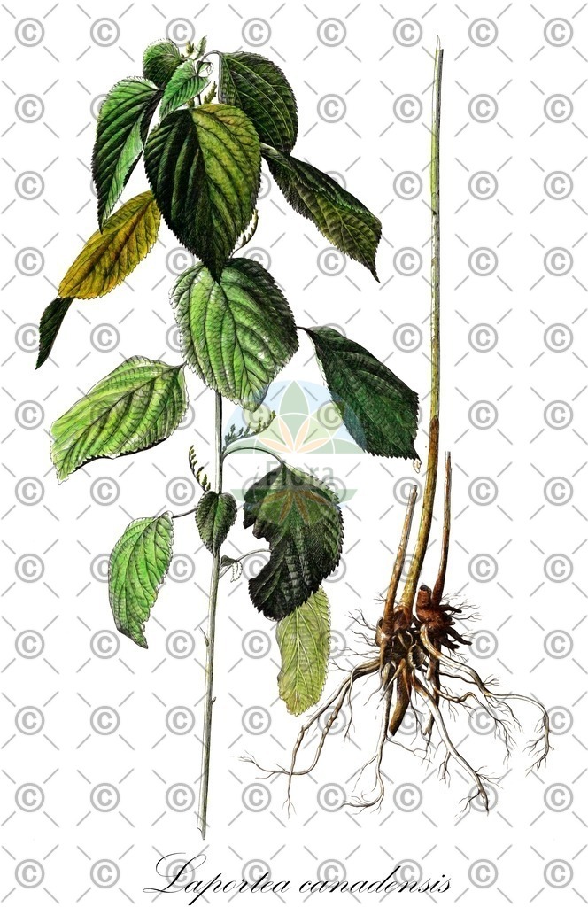 HistAbb_wfo-0000361686_1_ENZY_Simple | Historische Abbildung von Laportea canadensis - Urticaceae | Historical Illustration of Laportea canadensis - Urticaceae (grande ortie)