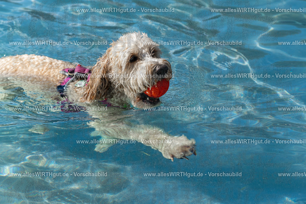 Hundeschwimmen_Volksbad_2026-allesWIRTHgut_Tierfotografie-2609061234-FAY06494 | Professionelle Tierfotografie in Mönchengladbach von Daniel Wirth (allesWIRTHgut). Liebevolle & natürliche Bilder von Hunden & Katzen für unvergessliche Erinnerungen.