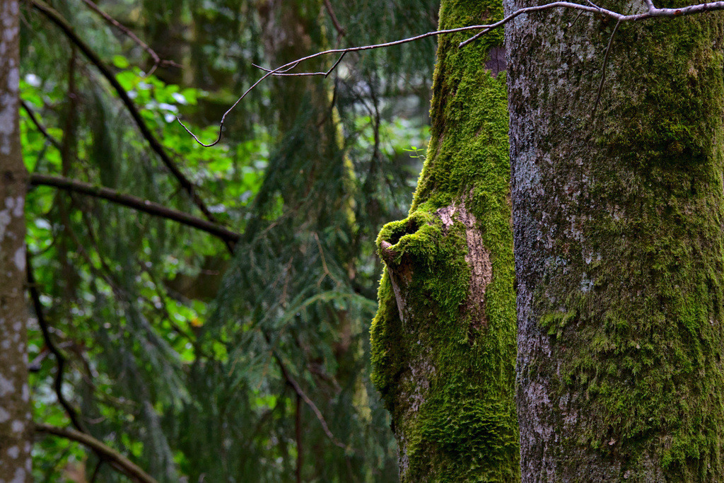 Schwarzwald 2026 | Ravennaschlucht - Realisiert mit Pictrs.com