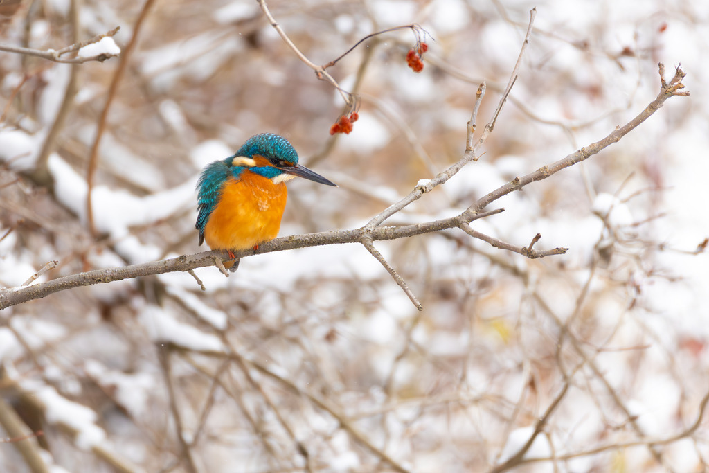 Der Eisvogel | Der Eisvogel (Alcedo atthis) ist aufgrund seines leuchtend bunten Gefieders und seiner pfeilschnellen Jagdweise eine der auffälligsten und schönsten Vogelarten Mitteleuropas. Er wird oft als "fliegender Edelstein" bezeichnet und dient als wichtiger Indikator für die Gesundheit und Naturnähe von Gewässern. - Realisiert mit Pictrs.com