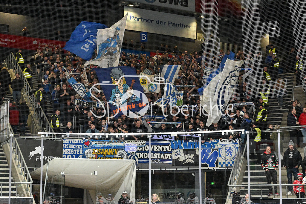 Augsburger Panther - ERC Ingolstadt | Die FAns aus Ingolstadt feiern den Sieg in Augsburg / DEL: Augsburger Panther - ERC Ingolstadt, Curt Frenzel Stadion am 26.01.2025