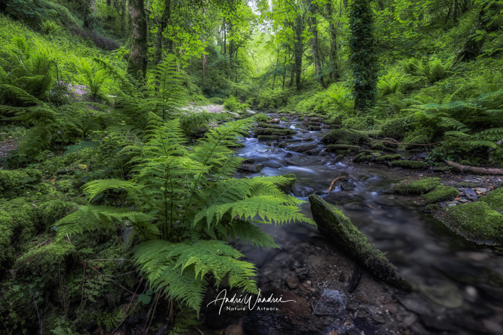 Am Wildbach | Andre Wandrei - Nature Artworx - Realisiert mit Pictrs.com