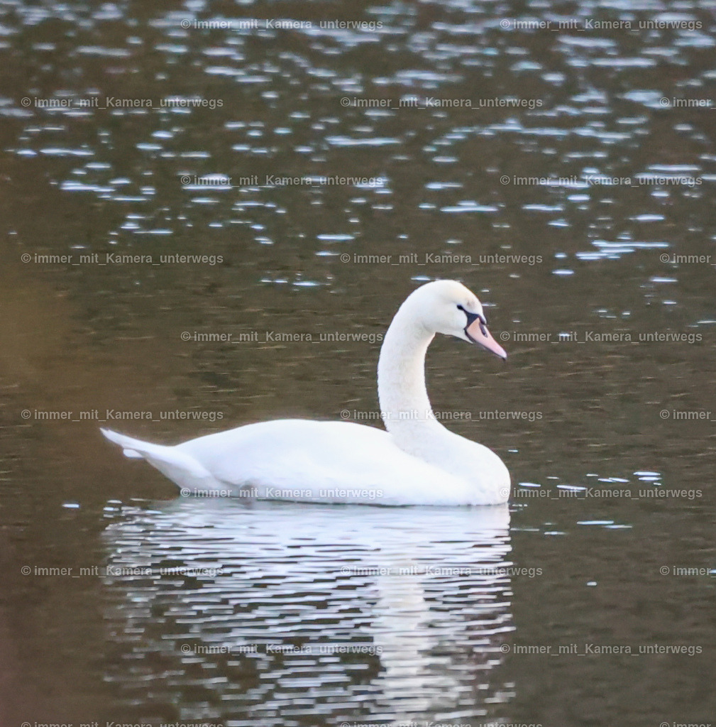 20240104161333_N39A0930 | immer_mit_kamera_unterwegs