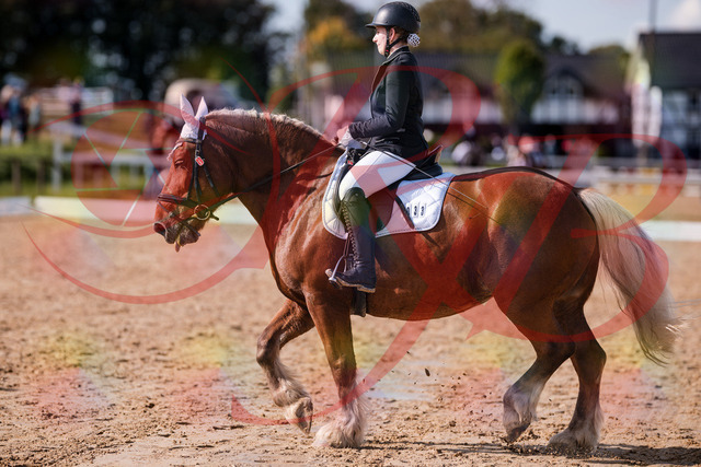 2026_10_03_Siefer-Hof_130214_Z81_55657706 | Professionelle Reitsport-, Turnier- und Eventfotografie von Robert Broda. Galerien mit ausgewählten und bearbeiteten Bildern direkt online ansehen und bestellen.