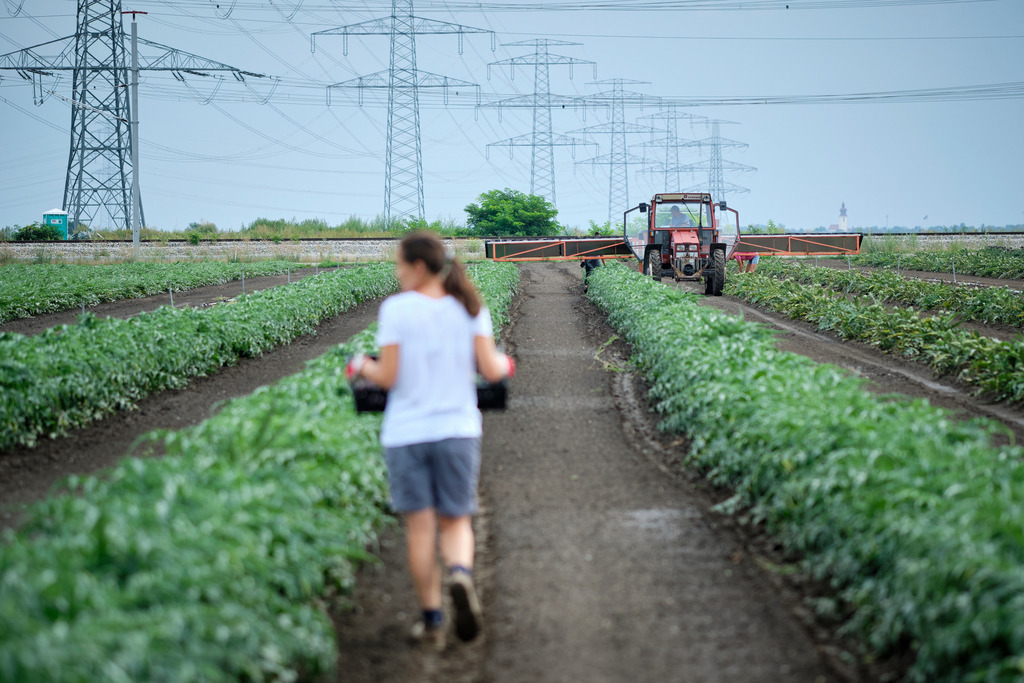 Theuringer Artischocken | Raasdorf, Austria - August 17, 2020; Theuringer Artischocken-Ernte im Marchfeld; roter Traktor auf dem Feld bei der Ernte. - Realisiert mit Pictrs.com
