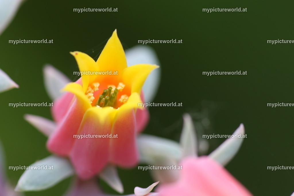 Echeveria derenbergii-003 | Das Bilderarchiv über Tiere, Planzen und Landschaften. In der Bilddatenbank finden Sie ein große Auswahl an hochwertigen Bilder für Ihre Werbung - Realized with Pictrs.com