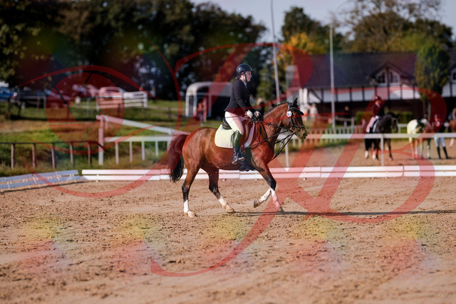 2026_10_03_Siefer-Hof_115618_Z81_96751817 | Professionelle Reitsport-, Turnier- und Eventfotografie von Robert Broda. Galerien mit ausgewählten und bearbeiteten Bildern direkt online ansehen und bestellen.