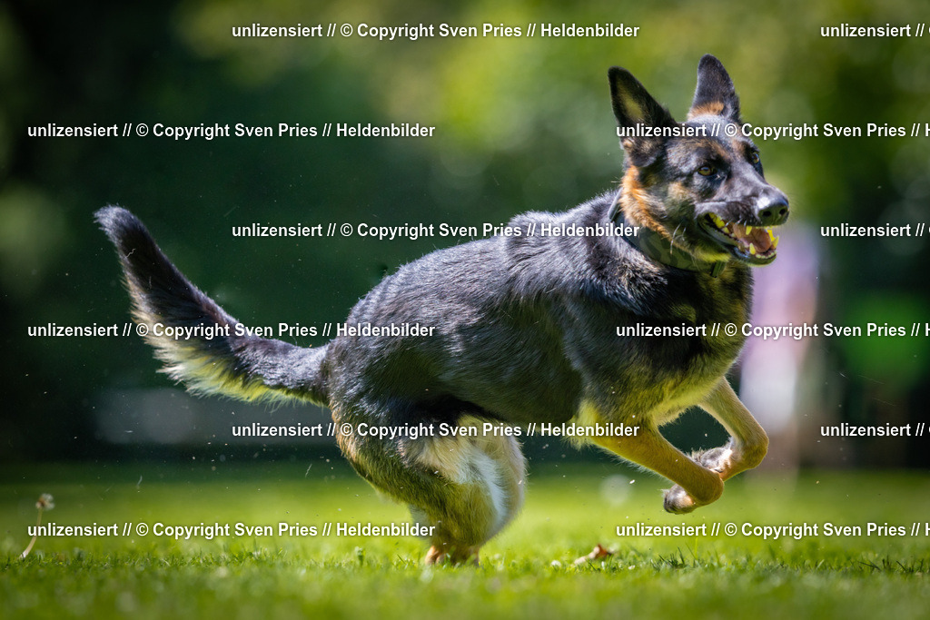 Sven Pries | 2025-08-10 - Hunderennen Durlach - Realisiert mit Pictrs.com