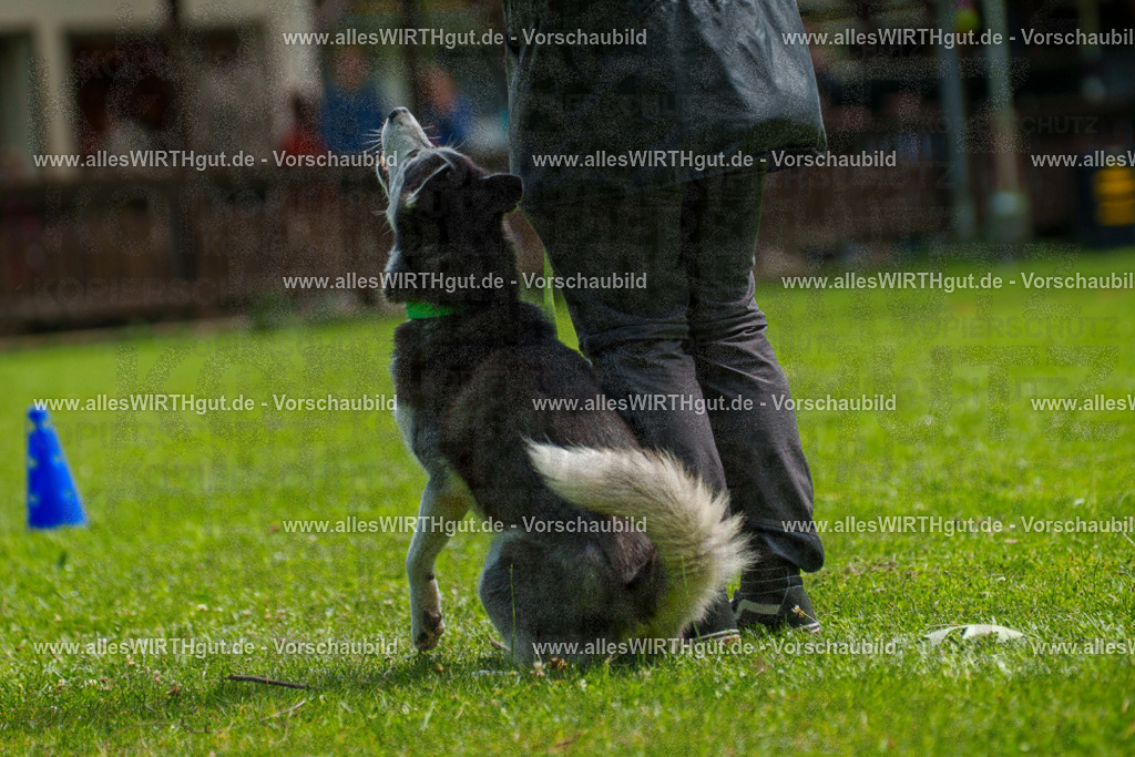 @allesWIRTHgut_Tierfotografie - www.allesWIRTHgut.de - 7R500939 | Professionelle Tierfotografie in Mönchengladbach von Daniel Wirth (allesWIRTHgut). Liebevolle & natürliche Bilder von Hunden & Katzen für unvergessliche Erinnerungen.