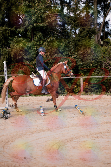 2026_10_03_Siefer-Hof_144625_Z81_22324309 | Professionelle Reitsport-, Turnier- und Eventfotografie von Robert Broda. Galerien mit ausgewählten und bearbeiteten Bildern direkt online ansehen und bestellen.