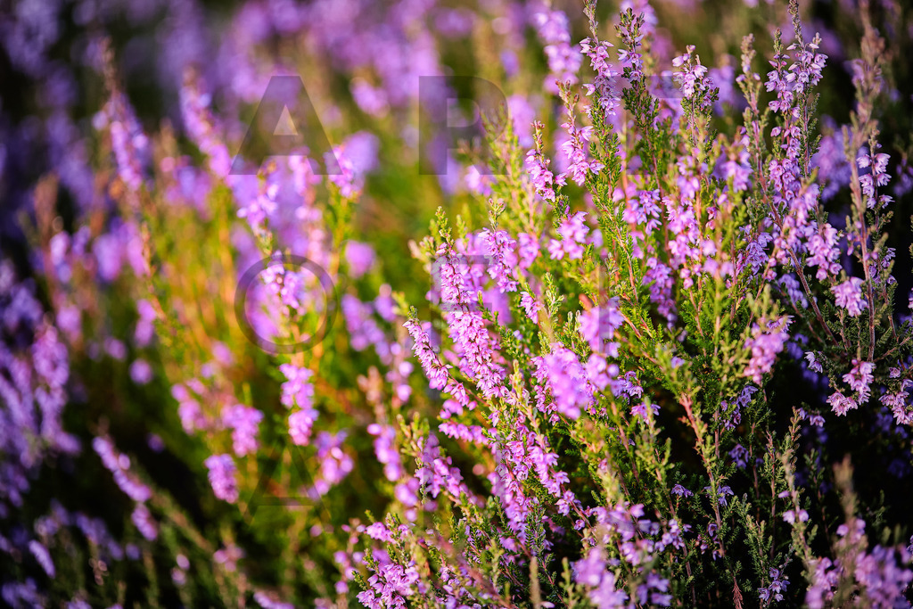 Ein Hans Fineart Original | Entdecke die Kunst von Hans Fineart - Fotografien für dein Zuhause. Verwandle deine Wände mit einzigartigen Kunstwerken und bringe die Schönheit der Welt in dein Leben. Bestelle jetzt und schaffe einen Ort der Inspiration und Eleganz.