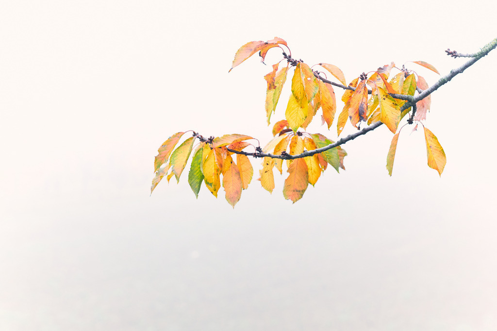 Bunte Herbstblaetter auf einem Zweig | Enzersfeld, Austria - October 30, 2022: Bunte Herbstblaetter auf einem Zweig. - Realisiert mit Pictrs.com