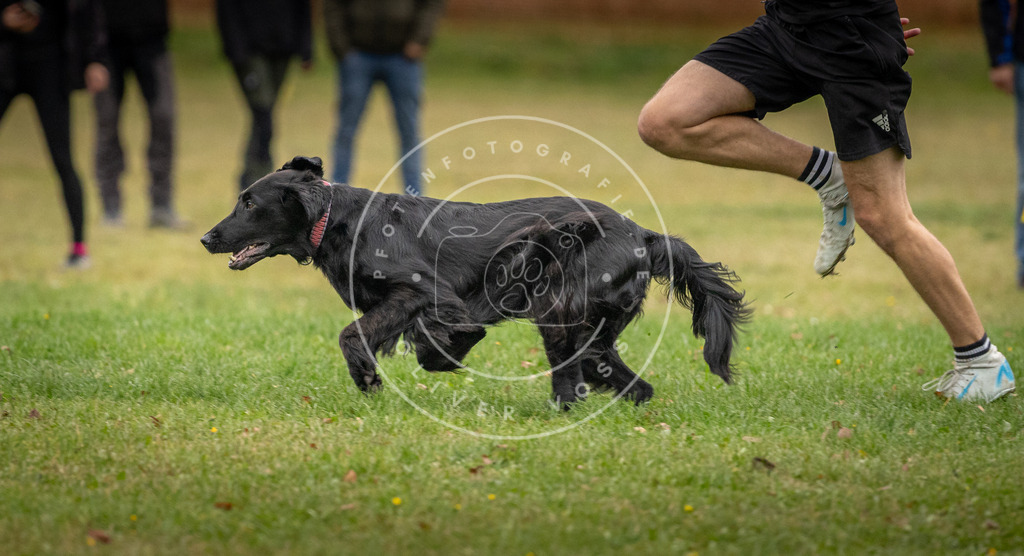 Pfotenfotografie_DV3A0044 | Hundefotografie, Tierfotograf, Pfotenfotografie, Fotoshooting Hund, Hunde Portrait, Hundesport, Hundeportraits, Heideshooting, Hunde, Sportfotograf, Hundefotograf, Turnierhundsport, THS,  - Realisiert mit Pictrs.com
