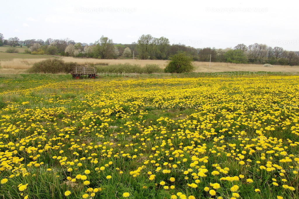Löwenzahnfeld | Im Volksmund Butterblumen oder auch Löwenzahn genannt, wächst auf vielen Wiesen und unbestellten Feldern.  - Realisiert mit Pictrs.com