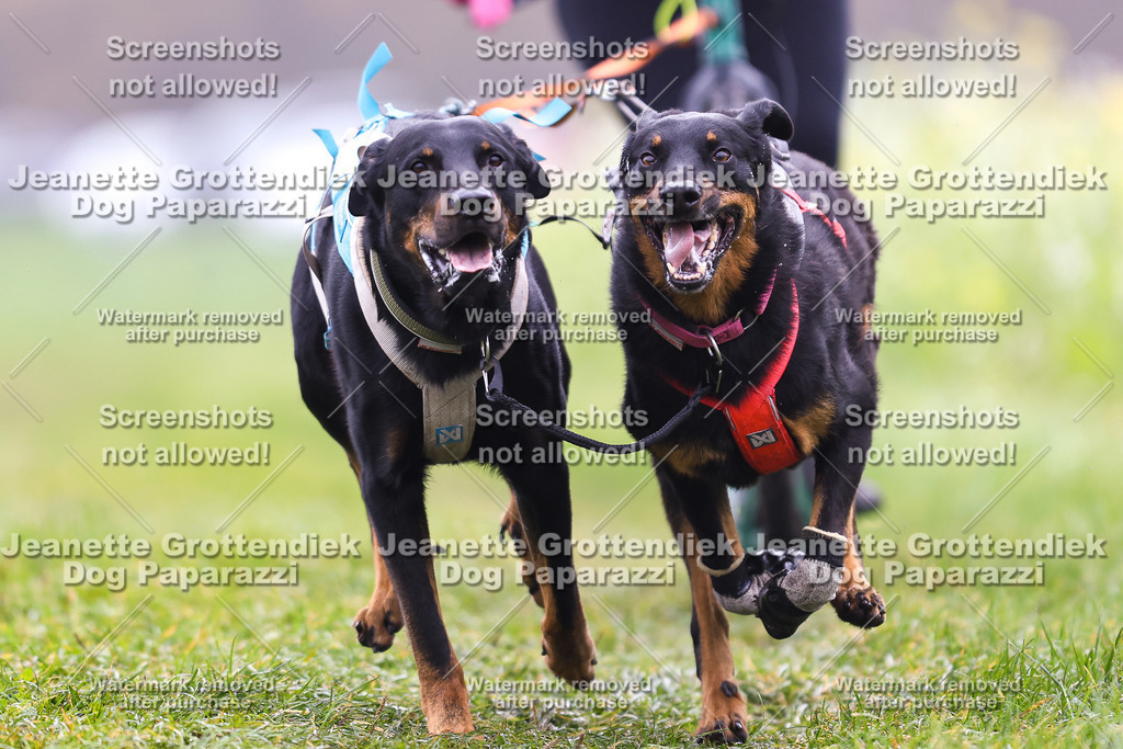 Dog Paparazzi - Visbeck 25 -115 | Dog Paparazzi Jeanette Grottendiek Fotografie & Videografie - Realisiert mit Pictrs.com