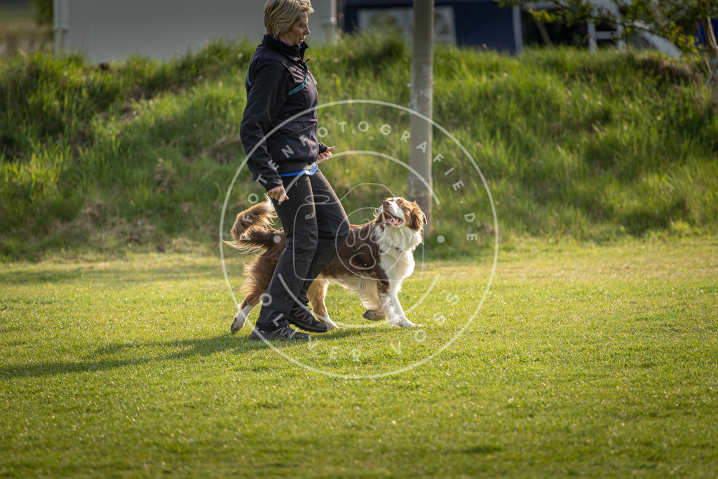 Pfotenfotografie_DV3A4785 | Hundefotografie, Tierfotograf, Pfotenfotografie, Fotoshooting Hund, Hunde Portrait, Hundesport, Hundeportraits, Heideshooting, Hunde, Sportfotograf, Hundefotograf, Turnierhundsport, THS,  - Realisiert mit Pictrs.com