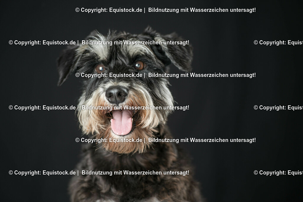 20160709_Hund_0014 | Foto: Thomas Hartig