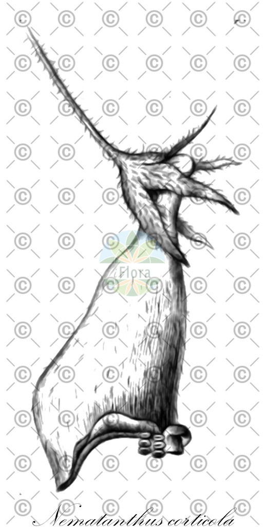 HistAbb_wfo-0000249874_1_ENZY_Simple | Historische Abbildung von Nematanthus corticola - Gesneriaceae | Historical Illustration of Nematanthus corticola - Gesneriaceae