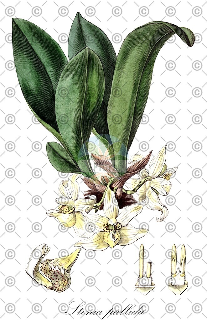 HistAbb_wfo-0001190600_1_ENZY_Simple | Historische Abbildung von Stenia pallida - Orchidaceae | Historical Illustration of Stenia pallida - Orchidaceae