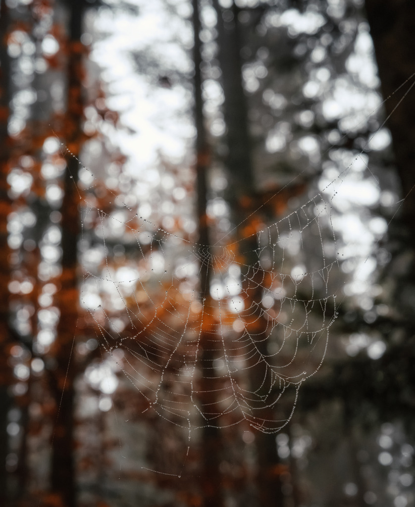 Spinnennetz im Herbstwald | Ein bisschen Halloween-Feeling - Realisiert mit Pictrs.com