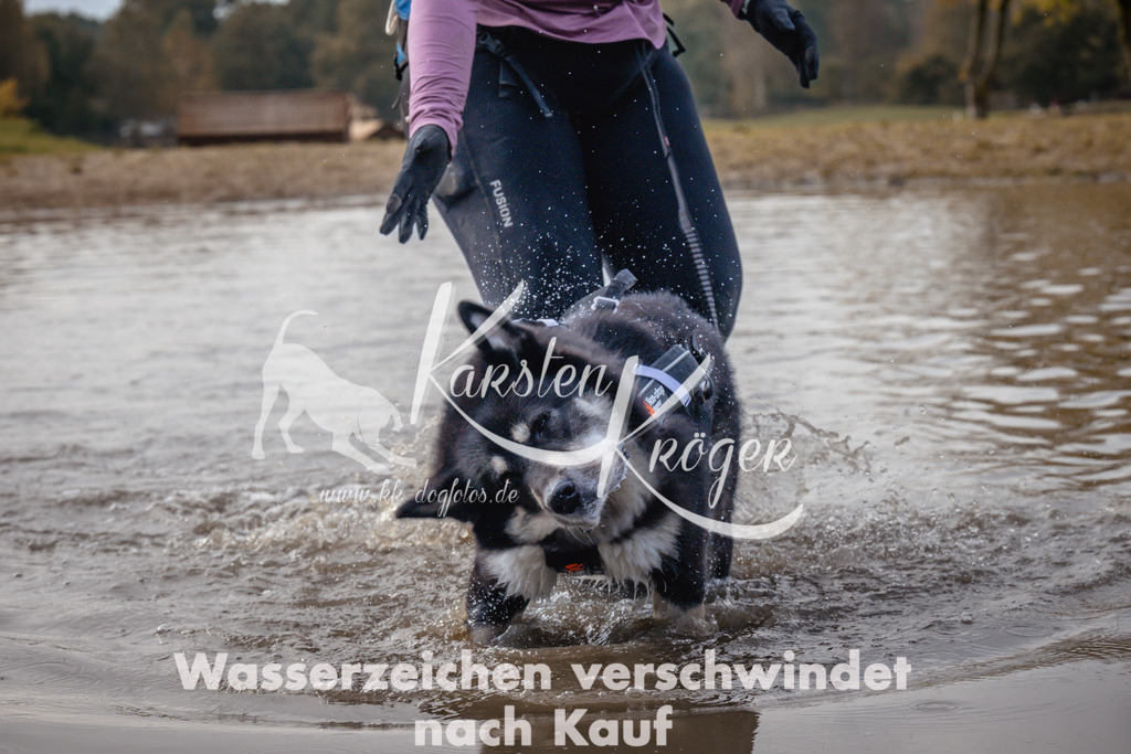 1339_ZZ94481 | kk-dogfotos