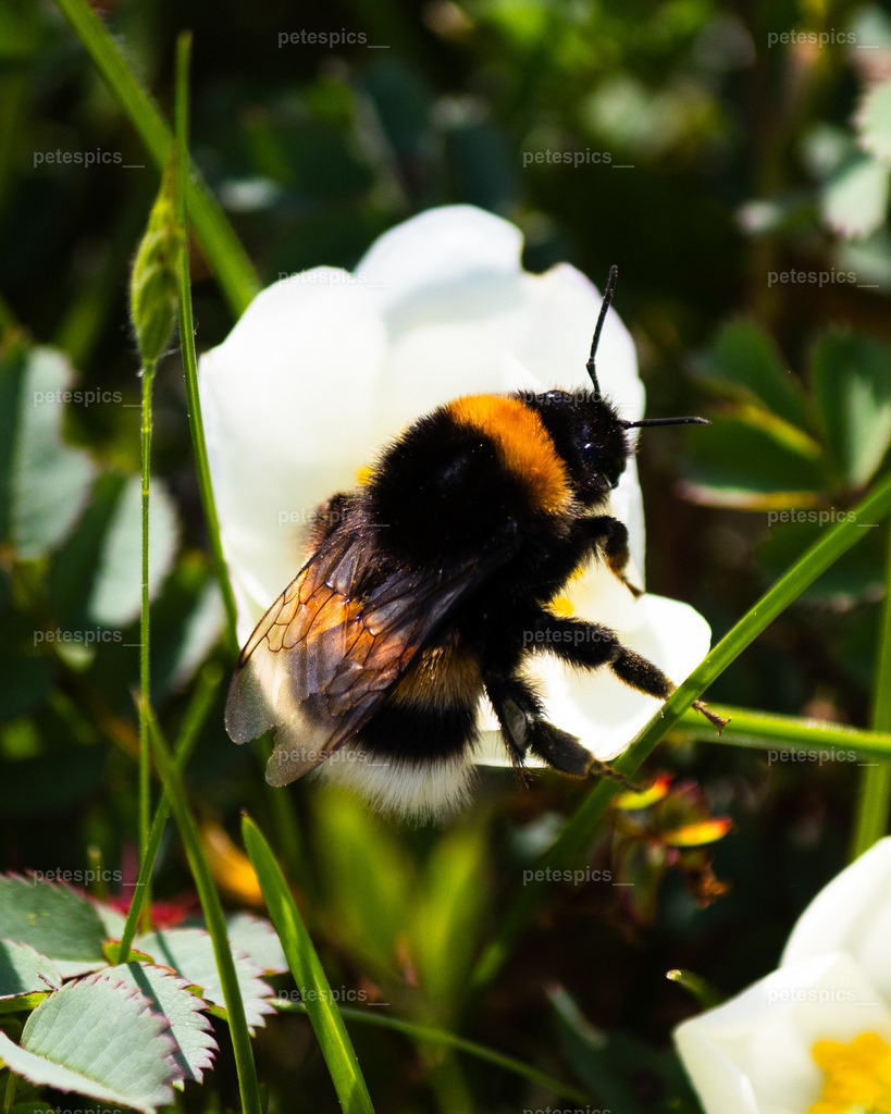 IMG_0932 | petespics