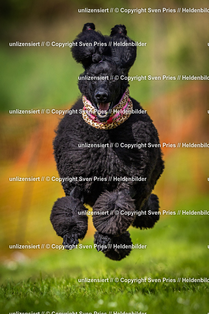 Sven Pries | 2025-04-13 - Hunderennen Baden-Baden - Realisiert mit Pictrs.com