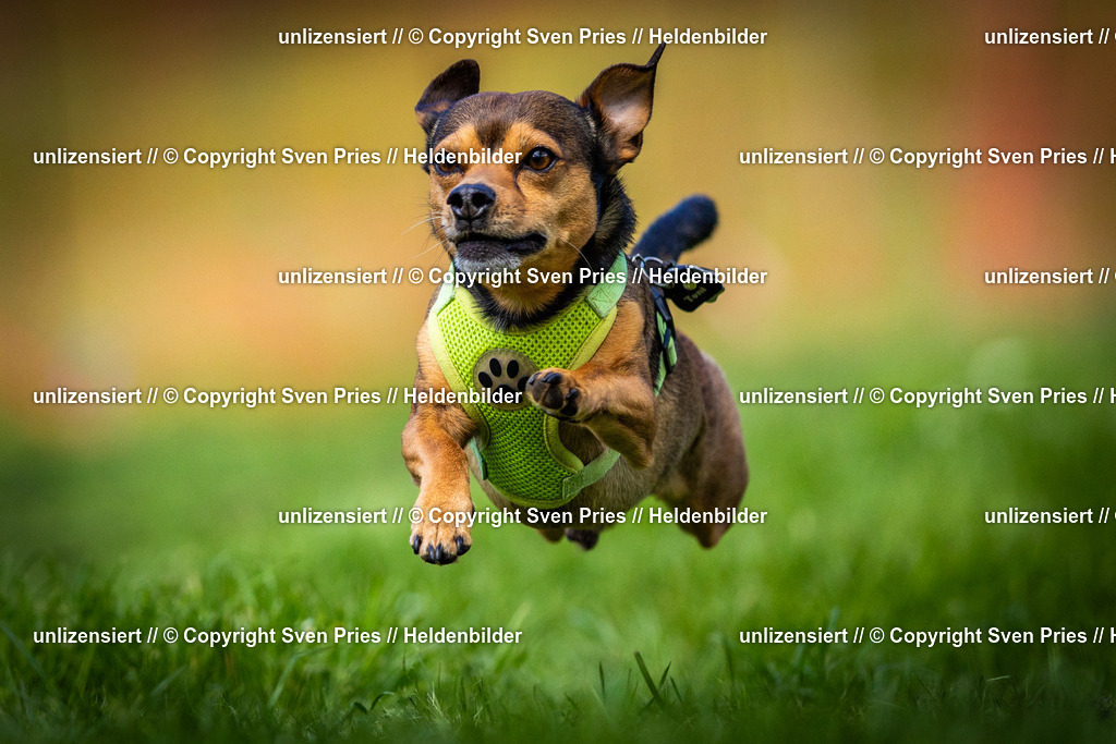 Sven Pries | 2025-04-13 - Hunderennen Baden-Baden - Realisiert mit Pictrs.com