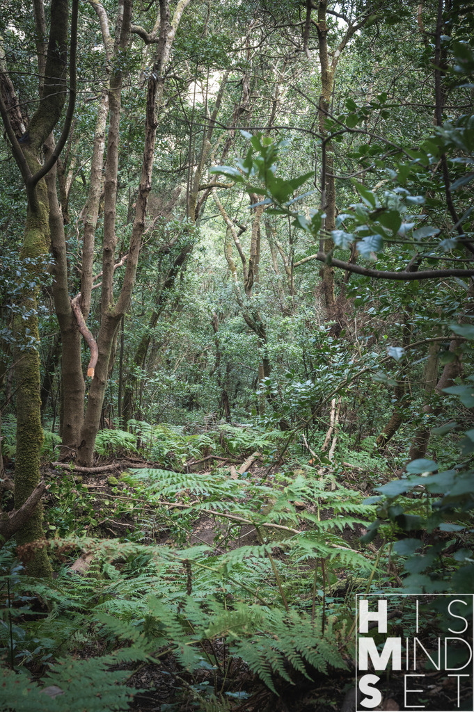 Window of Anaga | Sichere dir dein Lieblingsbild von HISMINDSET als Print für dein Zuhause oder das Büro! - Realisiert mit Pictrs.com