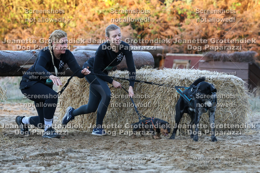 Dog Paparazzi - Strongdog 10-25-394 | Dog Paparazzi Jeanette Grottendiek Fotografie & Videografie - Realisiert mit Pictrs.com