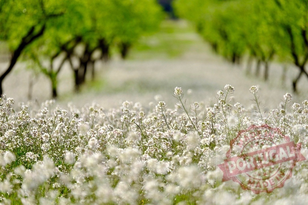 White flowers blooming in spring orchard creating idyllic scenery | Field of white flowers growing in a spring orchard, creating a beautiful and peaceful scenery - Realisiert mit Pictrs.com