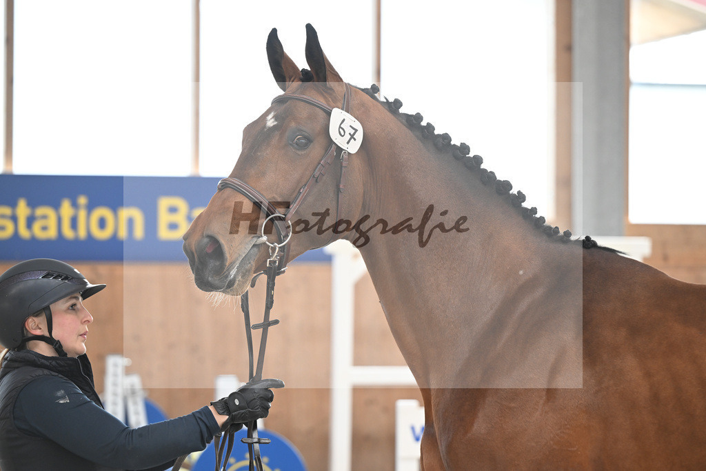 Kat-Nr. 67 Apple Blossom v h Beeckhof v. Bamako de Muze_KES-Kreidl_14260343 | hf-fotografie - Realisiert mit Pictrs.com