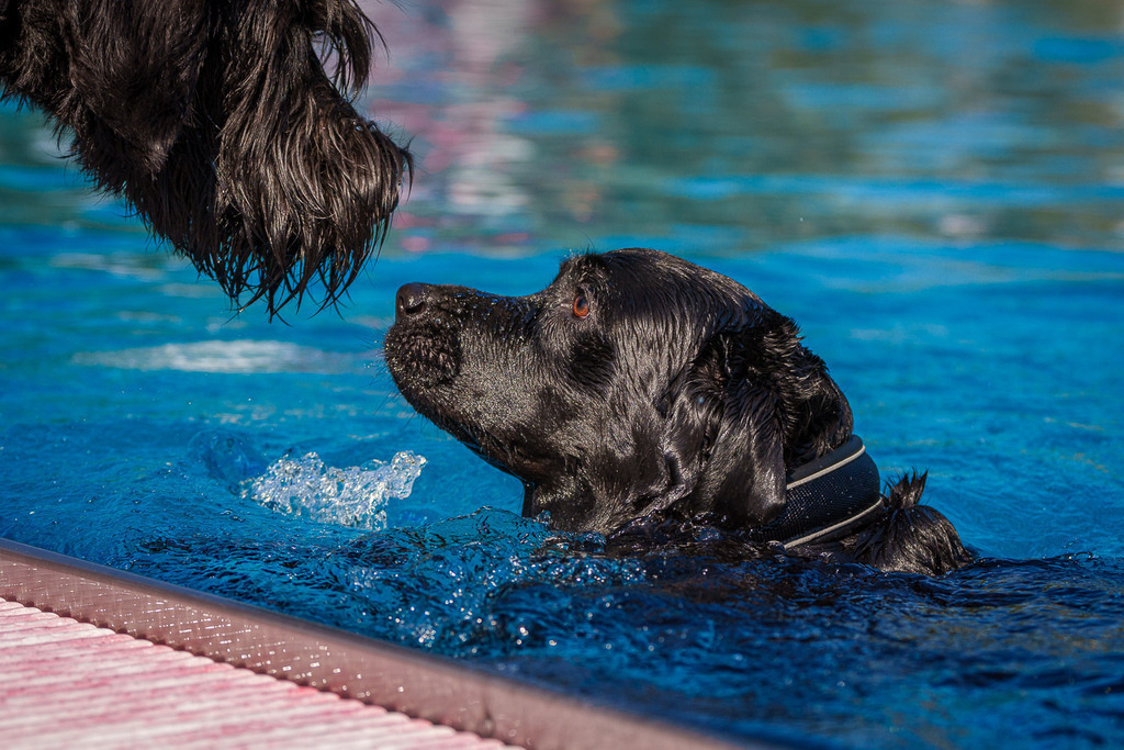 allesWIRTHgut Tierfotografie - 1232-FAY02979 | Professionelle Tierfotografie in Mönchengladbach von Daniel Wirth (allesWIRTHgut). Liebevolle & natürliche Bilder von Hunden & Katzen für unvergessliche Erinnerungen.