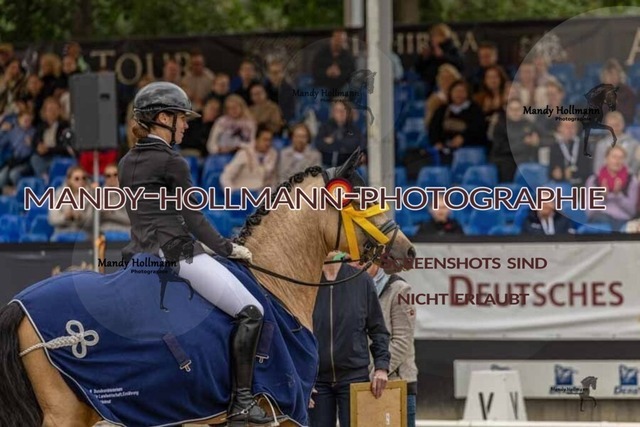 30-8-26 4j Hengste-438 | mandyhollmannphotographie