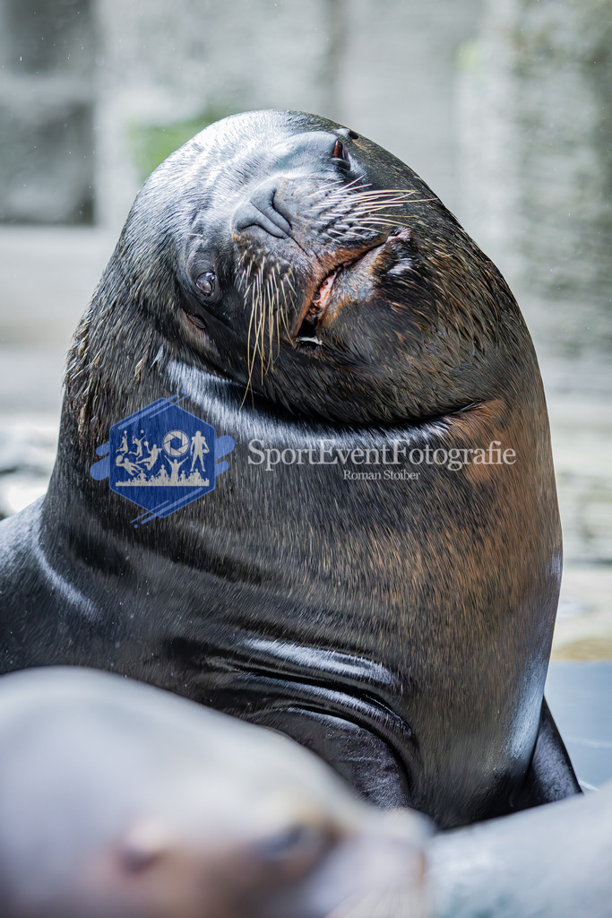 IMG_5541 | SportEventFotografie - Roman Stoiber