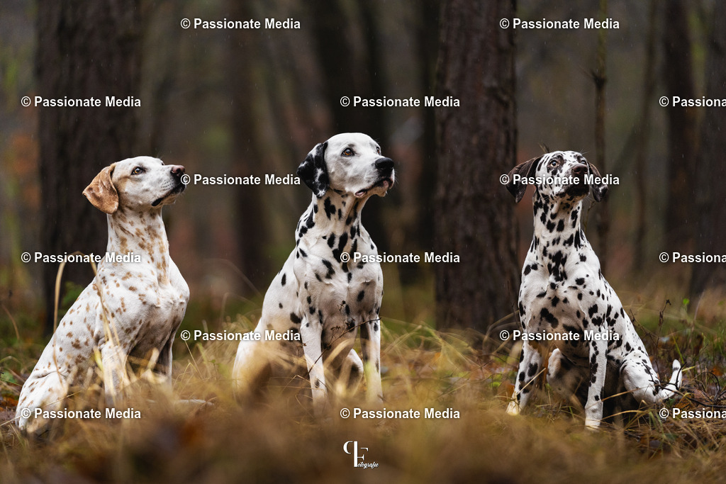 _DSC1591 | Passionate Media, dein Fotograf aus Brandenburg, Märkisch Oderland, im Bereich Motorsport, Autos und Motorräder sowie Events und auch Hunde. Shootings oder auch Eventbegleitungen können bei mir gebucht we