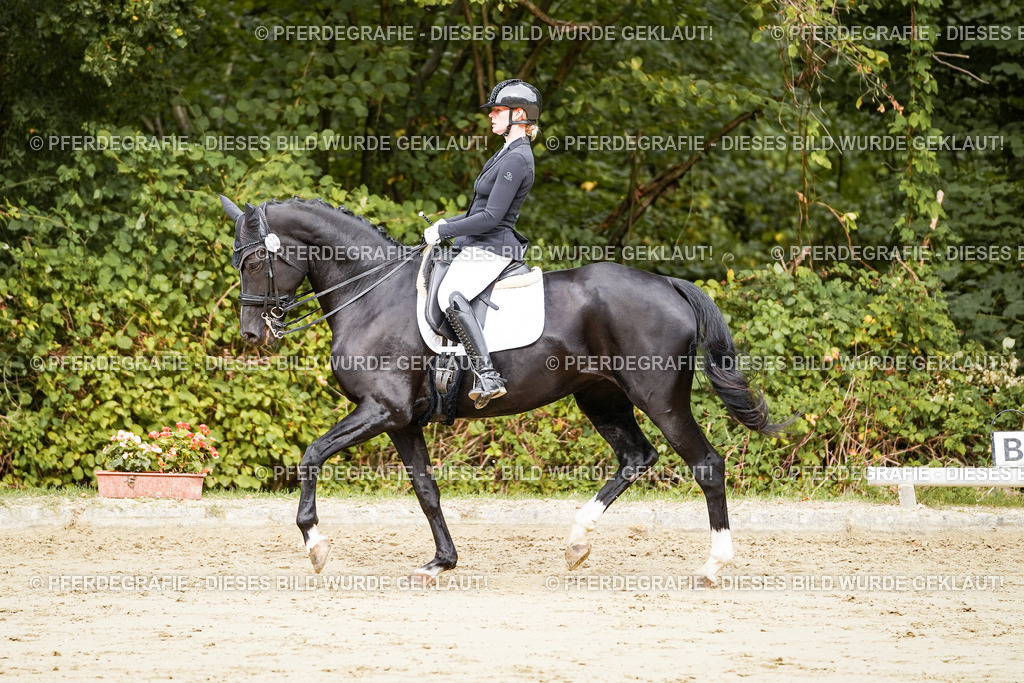 DSC03337 | Pferdegrafie