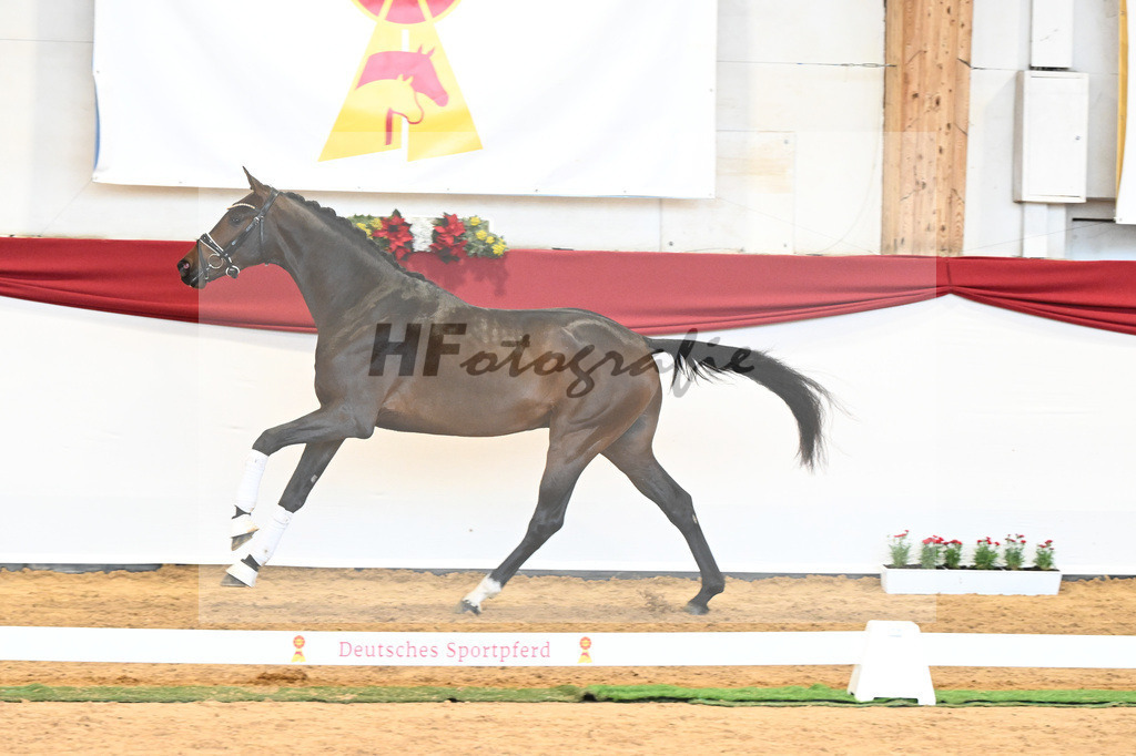 Kat-Nr. 62 Zackerey x Negro_Schep_43231073 | hf-fotografie - Realisiert mit Pictrs.com
