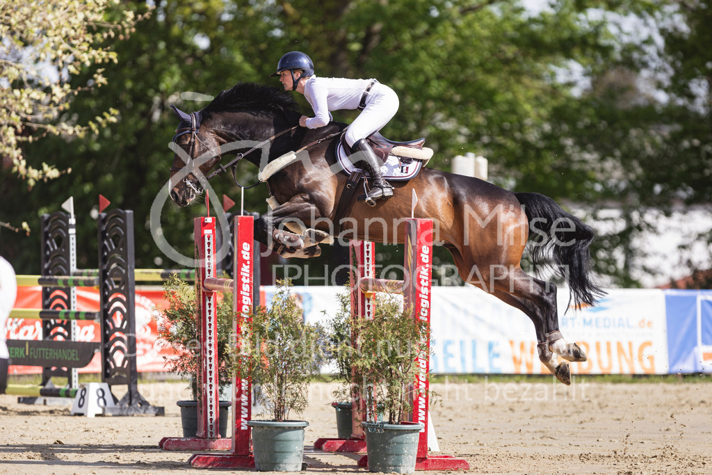 260503_Spenge_7_M2-Spr-m-steig-Anf-744 | Deine schönsten Turniermomente als professionelle Fotos! Entdecke hochwertige Pferdesport-Fotografie im Online-Shop. Jetzt Fotos finden & bestellen!