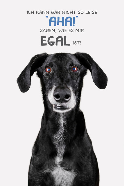 Luke sagt leise AHA | "Ich kann gar nicht so leise "AHA!" sagen, wie es mir egal ist!"