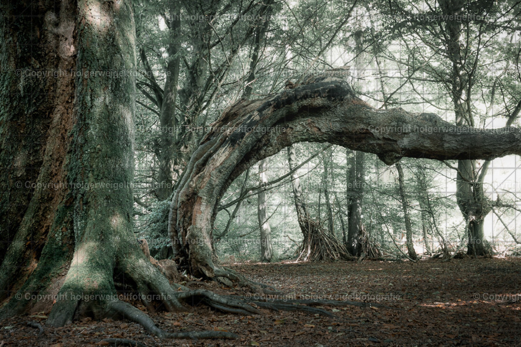 Der Gebeugte III | Kaufen sie online außergewöhnliche Fotografien auf Leinwand Acrylglas Fotoprint Aludibond von holgerweigeltfotografie - Realisiert mit Pictrs.com