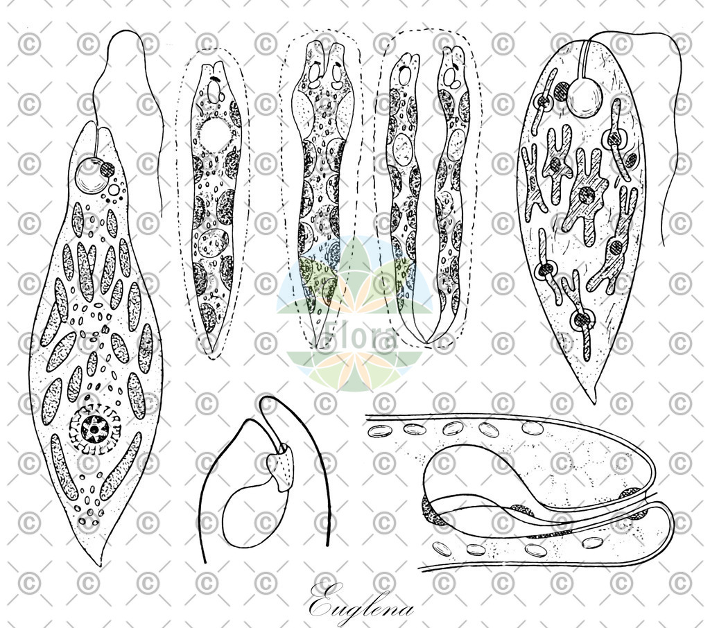 HistAbb_4FMC_3_ENZY_Simple | Historische Abbildung von Euglena - Euglenidae (0) | Historical Illustration of Euglena - Euglenidae (0)