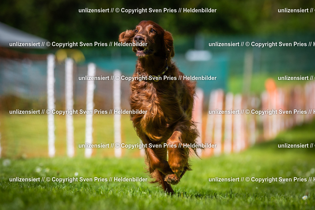 Hunderennen_April_2026_640 | 2026-04-26 - Hunderennen Baden-Oos April 2026 - Realisiert mit Pictrs.com