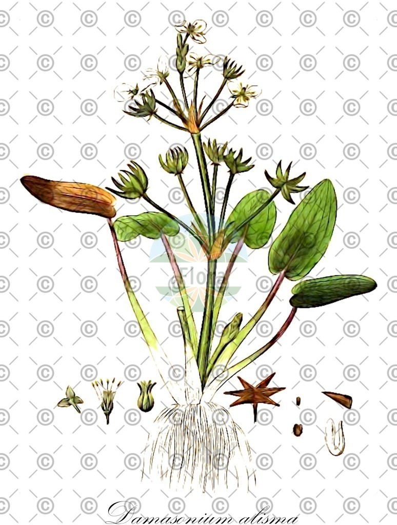 HistAbb_wfo-0000114217_1_ENZY_Simple | Historische Abbildung von Damasonium alisma - Alismataceae (Sternlöffel) | Historical Illustration of Damasonium alisma - Alismataceae