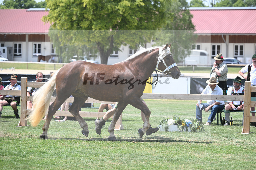 Kat-Nr. 36 Primadonna_Heiss_20230565 | hf-fotografie - Realisiert mit Pictrs.com