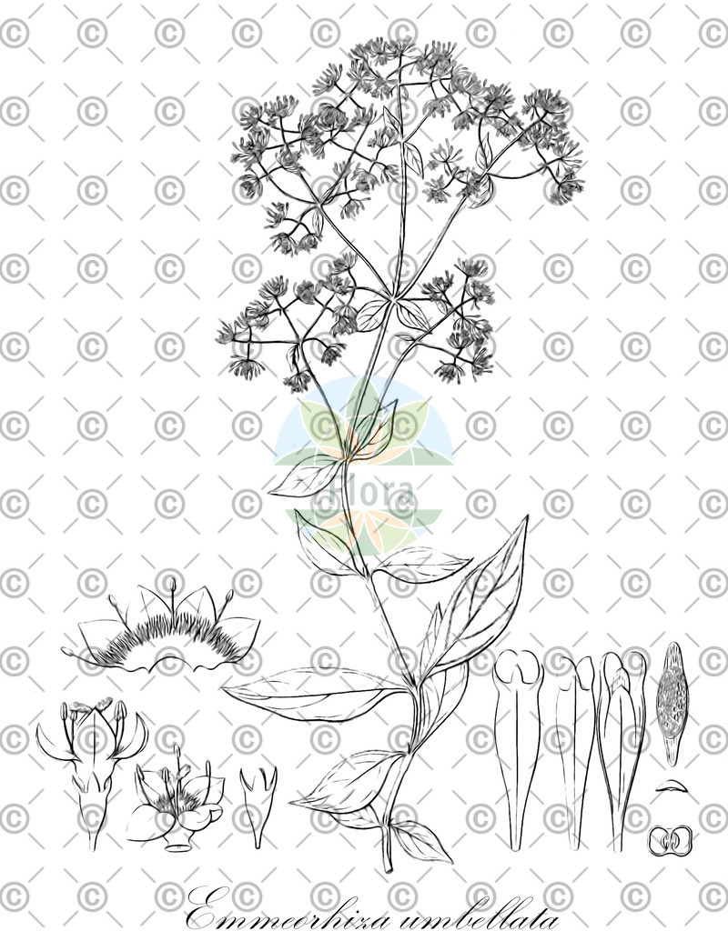 HistAbb_EMP_19449_SRC_Schlechtendal_FLORAD_SIMPLE | Historische Abbildung von Emmeorhiza umbellata - Rubiaceae | Historical Illustration of Emmeorhiza umbellata - Rubiaceae